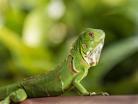 iguana poze reddit|Seeing lots of posts of iguanas, and have always .